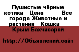 Пушистые чёрные котики › Цена ­ 100 - Все города Животные и растения » Кошки   . Крым,Бахчисарай